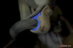 HARDRACE Front/Rear - Reinforced Stabiliser Bushing - Subaru Impreza WRX (GC/GF/GM) / Impreza WRX STI (GC/GF/GM) / Forester (SF) - 20mm - Image 3 - HARDRACE Thumbnail